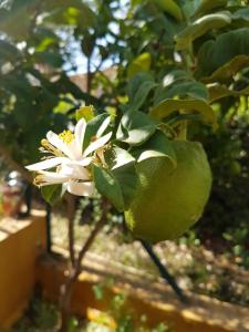 Un limonero con una flor blanca. en Costa Esuri, en Ayamonte