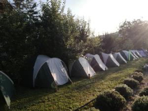 Foto dalla galleria di Lavander Garden Camping a Răscruci Altre 49 foto