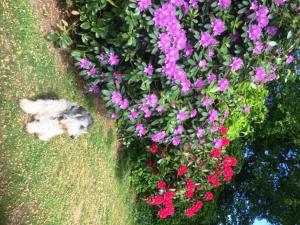 um gato deitado na relva ao lado de flores em Ingridsboplads em Vildbjerg