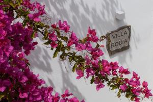 Afbeelding uit fotogalerij van Kavos Hotel Naxos in Agios Prokopios