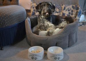 a dog sitting in a dog bed with two bowls at Chateau La Cheneviere in Port-en-Bessin-Huppain