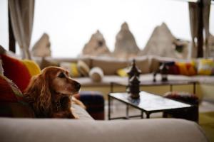 Majutusasutuse Artemis Cave Suites & Spa- Adults Only külastajatega peatuv lemmikloom või lemmikloomad