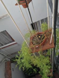 a group of potted plants hanging from a ceiling at El Cid in Sitges