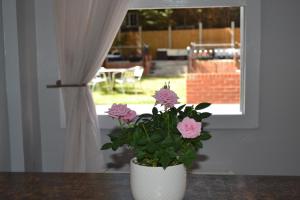Zahrada ubytování My Place Hotel