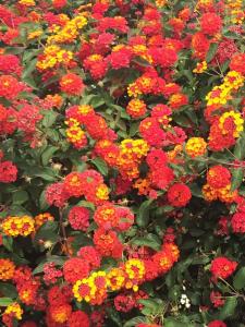 A garden outside 3 Storey Townhouse - Costa Del Sol