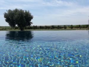a tree in the middle of a body of water at Terras - Agroturismo & Vinhos in Beja