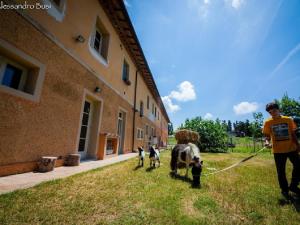Ein Mann, der eine Kuh auf einem Seil neben einem Gebäude läuft in der Unterkunft Agriturismo La Valle della Lavanda - Podere Mezzastrada in Fauglia