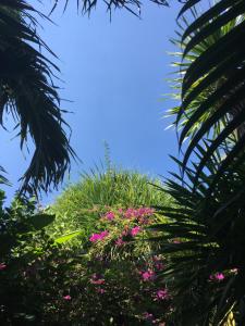 吉利特拉旺安的住宿－吉利寧靜日旅館，蓝天,有粉红色的花朵和棕榈树