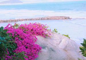 Afbeelding uit fotogalerij van Wild Beach Boutique Resort in Ninh Phuoc