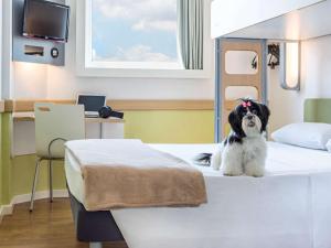 un perro sentado en una cama en una habitación de hospital en ibis budget Sao Paulo Jardins en São Paulo
