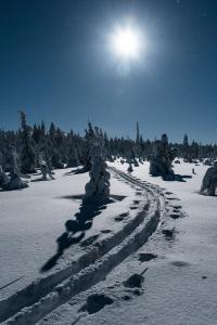 pokryte śniegiem pole z drzewami i słońcem w obiekcie Hotelli Möhkön Rajakartano - Ilomantsi w mieście Petkeljärvi