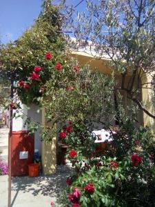 Holiday Home Zeljana في كابريجي: حديقة فيها ورد احمر على مبنى
