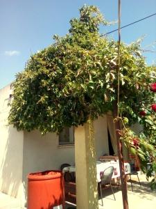 Holiday Home Zeljana في كابريجي: وجود شجرة كبيرة جالسة أمام المنزل
