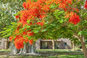 Zahrada ubytování Ein Gedi Kibbutz Hotel