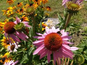 Gallery image of Kadariku Tourism Farm in Sakla +44 photos