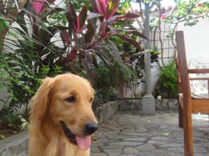 a brown dog is sitting next to a bench at Hostel Casarão 65 in Salvador