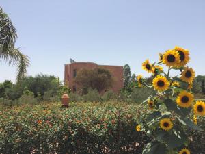 Vườn quanh Riad Hamdani