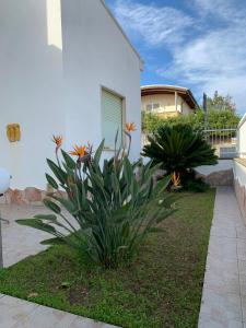 a plant in a yard next to a house at Casa Ohana in Serramanna