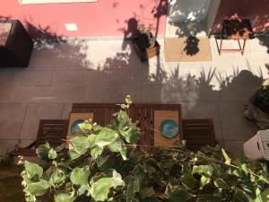 a green plant in front of a building at Albamare in Monterosso al Mare