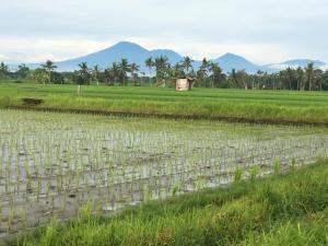 Billede fra billedgalleriet på Bali Harmony Retreat i Canggu