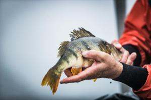 a person holding a fish in their hand at Residenz Seeterrasse Restaurant & Hotel in Wangen