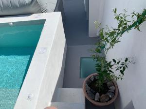 a potted plant sitting next to a swimming pool at Timedrops Santorini Villas in Emporio Santorini
