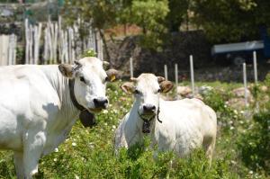 two white cows standing in a field of grass at Hotel La Gioiosa in Finale Ligure +78 photos