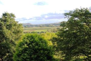 un groupe d'arbres au milieu d'un champ dans l'établissement Lamphey Studios, à Lamphey