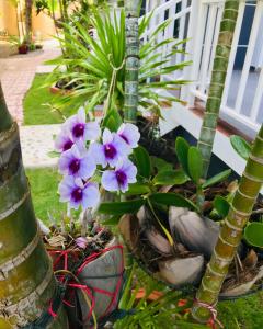 a group of purple flowers sitting next to a palm tree at Sabaidee mansion&hotel in Ko Lanta