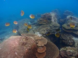 Nahariにあるゲストハウスよろずやのサンゴ礁の魚群