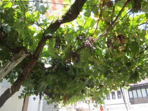 Gallery image of Guest House Adi Doga in Berat