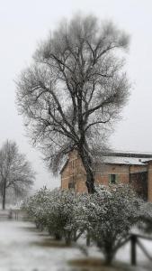 un árbol cubierto de nieve frente a un edificio en Agriturismo Le Giarine en Fogliano Redipúglia