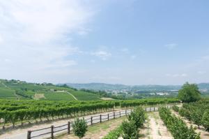 a view of a vineyard with a road and trees at B&B da Laura e Aldo in Neive