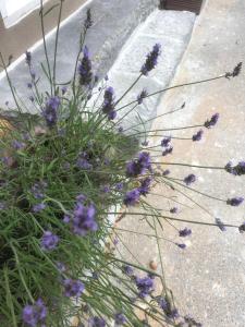 Un mazzo di fiori viola sul marciapiede di The Little Room a Bovec