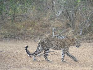 Altri animali domestici presso il lodge o nei dintorni