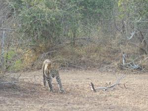 Altri animali domestici presso il lodge o nei dintorni