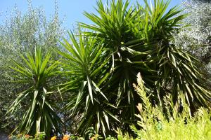 Giardino di B&B Due Fontane
