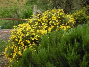 un montón de flores amarillas en un jardín en Fattoria Riomoro, en Colonnella