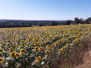 a large field of sunflowers on a hill at Camping Le Pré du Lac Pagéas in Pagéas