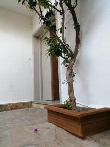 Zahrada ubytování Villa Palma