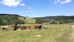 Zvieratá v apartmáne alebo blízkom okolí