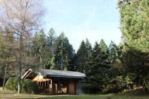 Gasthaus Staude في تيبرغ: كابينة خشب في وسط غابة