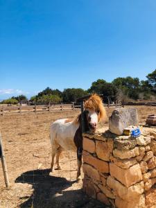 a horse standing next to a stone wall at Apartamentos Vista Vedrá in La Savina