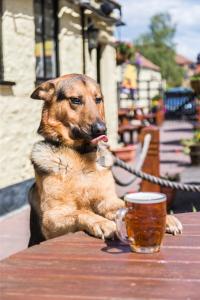 a dog sitting at a table with a cup of beer at The Swan in Thornbury