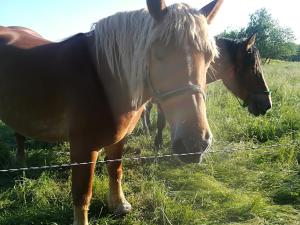 Zwartowko 的住宿－Agroturystyka Józefówka Borkowo Lęborskie，两匹马站在铁丝网围栏旁边