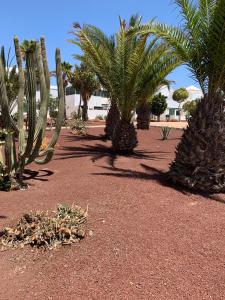 a group of cacti and palm trees in a desert at Casa Delores in Playa Blanca