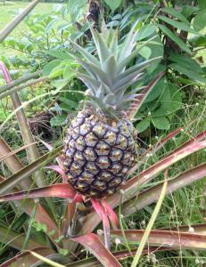 a pineapple on the ground in a garden at Heavenly Hana Paradise in Hana