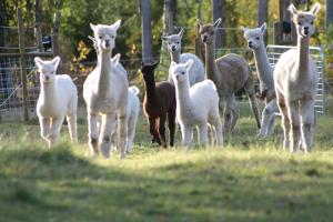 a herd of sheep standing in a field at Norrängens Alpacka - Det lilla boutiquehotellet med en fluffy twist ! in Sala
