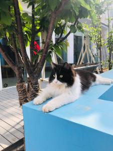 um gato preto e branco deitado numa mesa azul em The Great Wall Box House - Beijing em Miyun