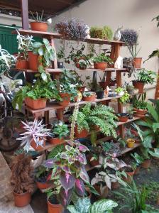 a bunch of potted plants on wooden shelves at ALOJAMIENTO FAMILIAR ORQUIDE@S in Tarapoto